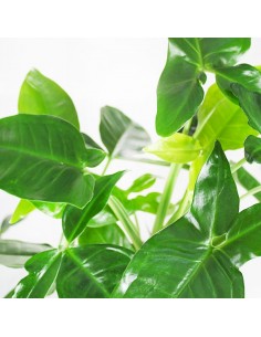 Filodendro Barrosanum 2