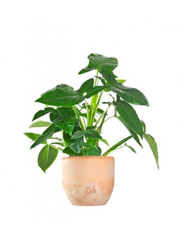 Filodendro Barrosanum