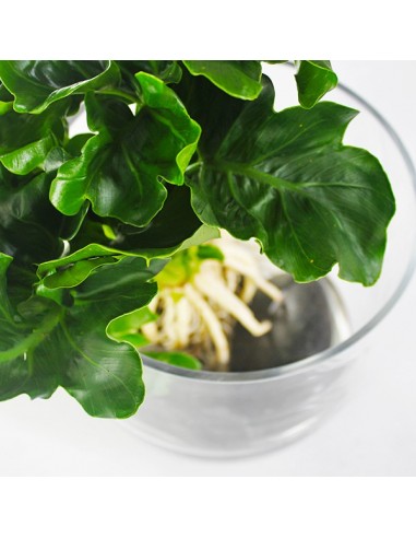 Filodendro idroponica