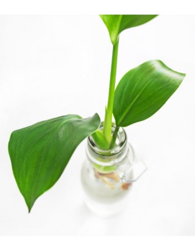 Filodendro idroponica con supporto in...