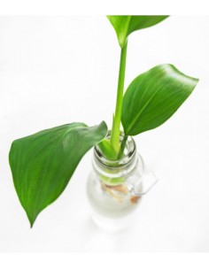 Filodendro idroponica in... 2