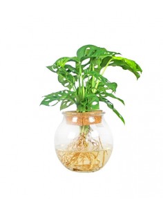 Filodendro idroponica in...
