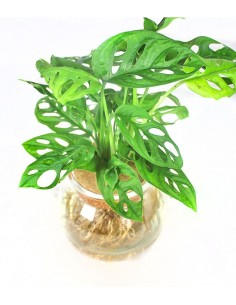 Filodendro idroponica in... 2