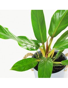 Filodendro martianum Fat... 2