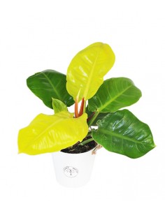 Filodendro Moonshine 2