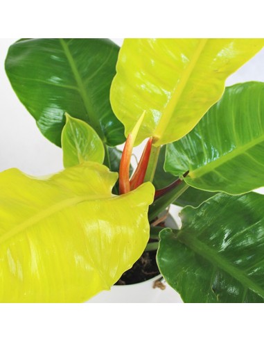 Filodendro Moonshine