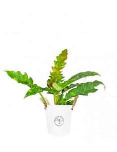 Filodendro ring of fire v. 19