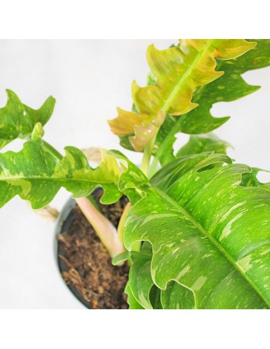 Filodendro ring of fire v. 19