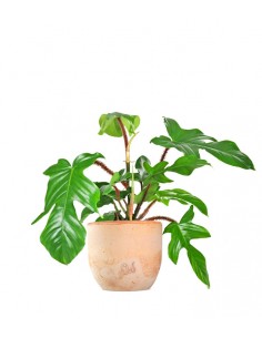 Filodendro squamiferum 2