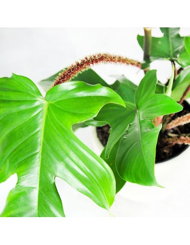 Filodendro squamiferum