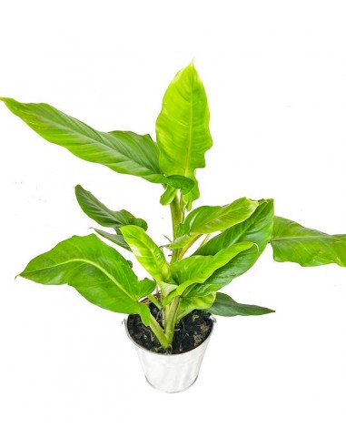 Filodendro Subhastatum