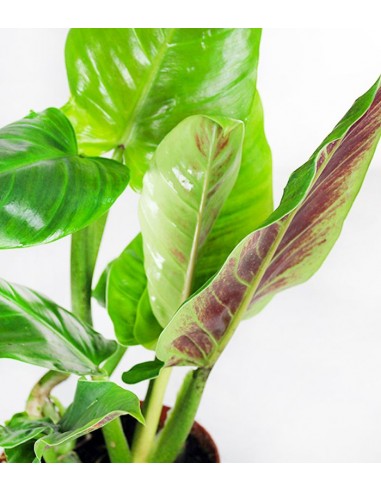 Filodendro Subhastatum