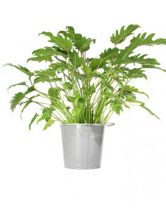 Filodendro Xanadu diam. 19 2