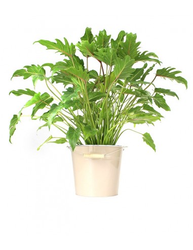 Filodendro Xanadu diam. 19