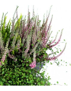Fioriera Erica Calluna 40 cm