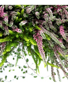 Fioriera Erica Calluna 40 cm 2