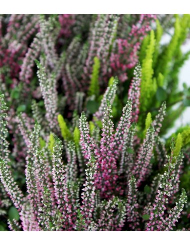 Fioriera Erica Calluna 40 cm