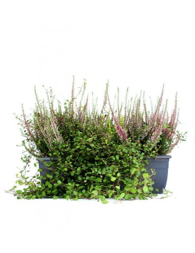 Fioriera Erica Calluna 40 cm