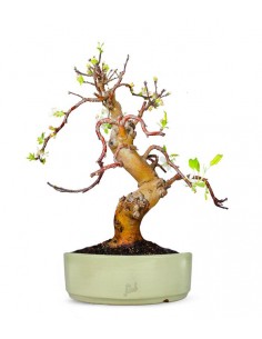 Esemplare Melo 20 anni