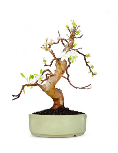 Esemplare Melo 20 anni