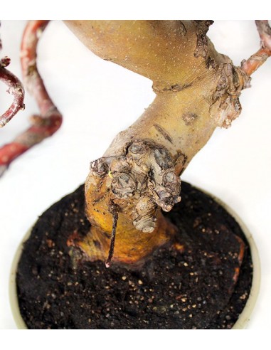 Esemplare Melo 20 anni