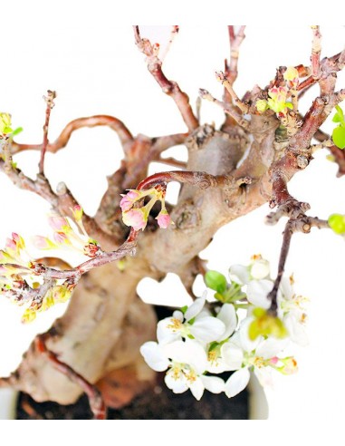 Esemplare Melo 20 anni