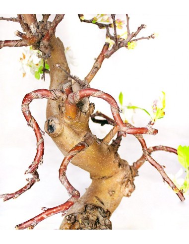 Esemplare Melo 20 anni