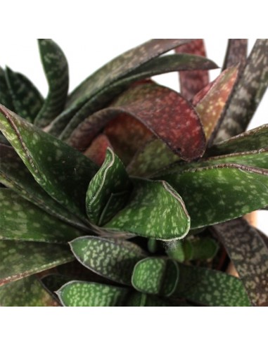 Gasteria bicolor