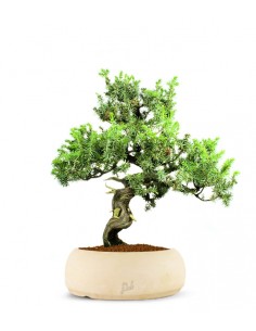 Ginepro Rigida 2