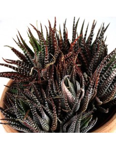 Haworthia fasciata 2