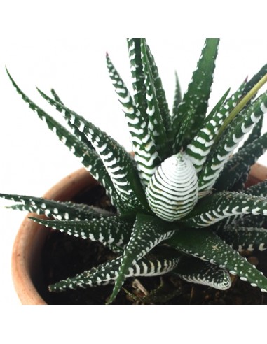 Haworthia fasciata zebra