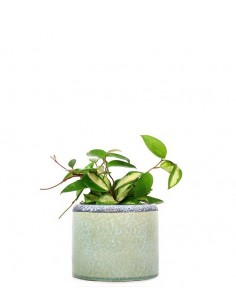 Hoya carnosa variegata...