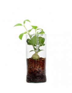 Hydnophytum treasure