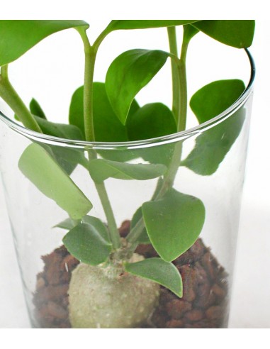 Hydnophytum treasure