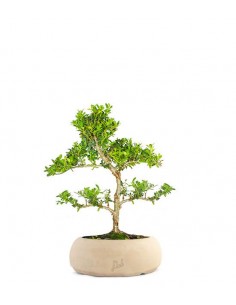 Ilex Crenata Bonsai