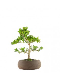Ilex Crenata Bonsai 2