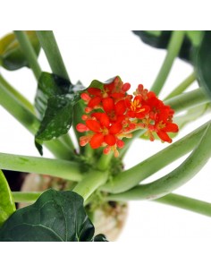 Jatropha podagrica 2