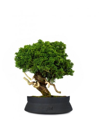 Juniperus chinensis Itoigawa Juniperus chinensis Itoigawa