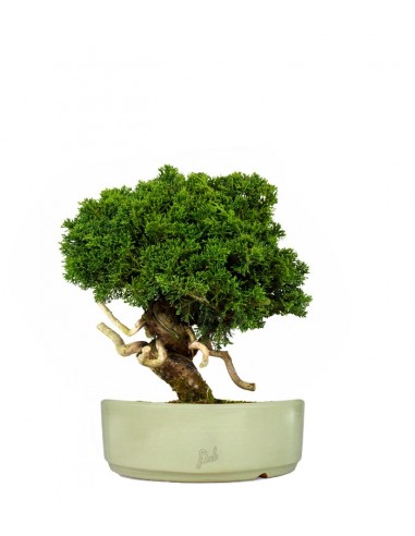 Juniperus chinensis Itoigawa Juniperus chinensis Itoigawa