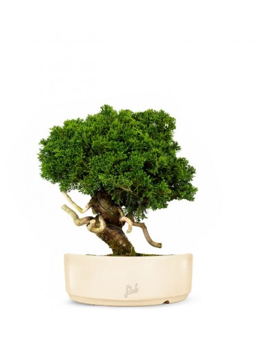 Juniperus chinensis Itoigawa Juniperus chinensis Itoigawa