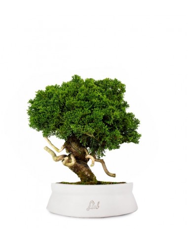 Juniperus chinensis Itoigawa Juniperus chinensis Itoigawa
