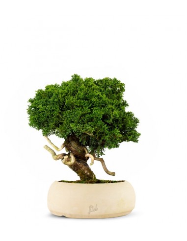 Juniperus chinensis Itoigawa Juniperus chinensis Itoigawa