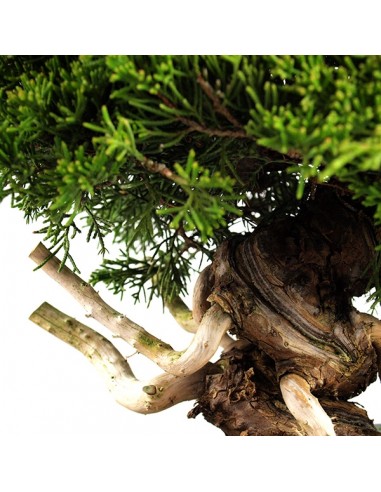 Juniperus chinensis Itoigawa