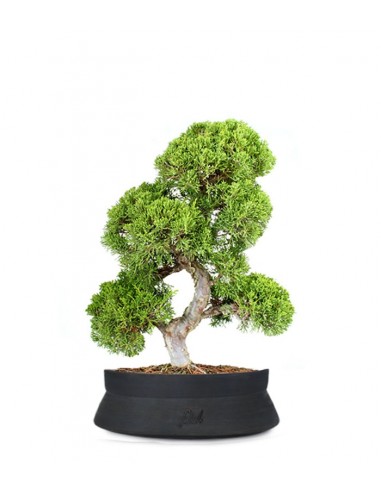 Juniperus chinensis Itoigawa L