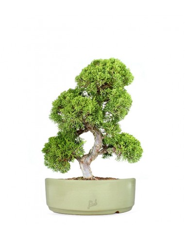 Juniperus chinensis Itoigawa L