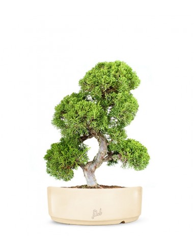 Juniperus chinensis Itoigawa L