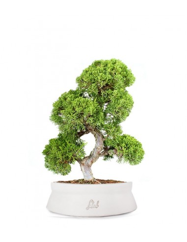 Juniperus chinensis Itoigawa L Juniperus chinensis Itoigawa L