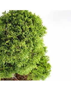 Juniperus chinensis Itoigawa L 2