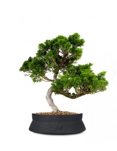 Juniperus chinensis Itoigawa M
