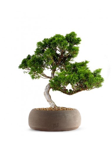 Juniperus chinensis Itoigawa M Juniperus chinensis Itoigawa M